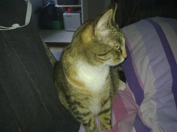 Huskat Freja billede 16