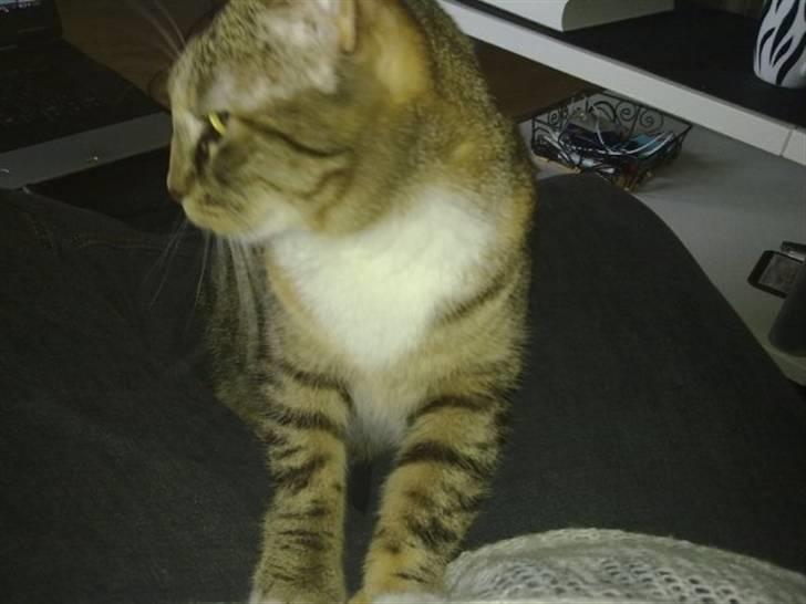 Huskat Freja billede 17