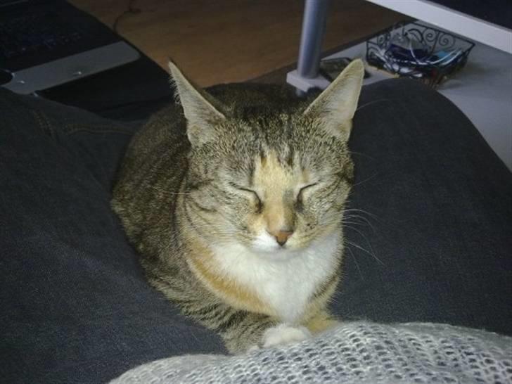 Huskat Freja billede 18