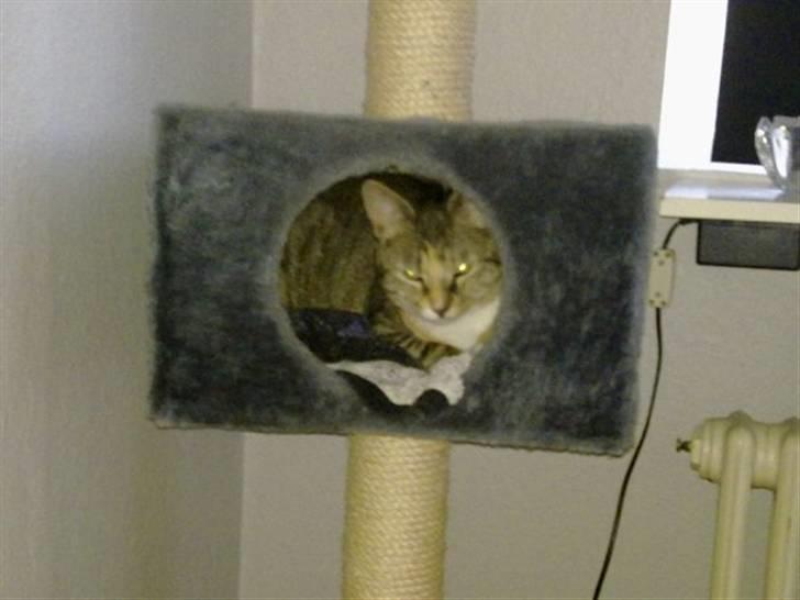 Huskat Freja billede 19