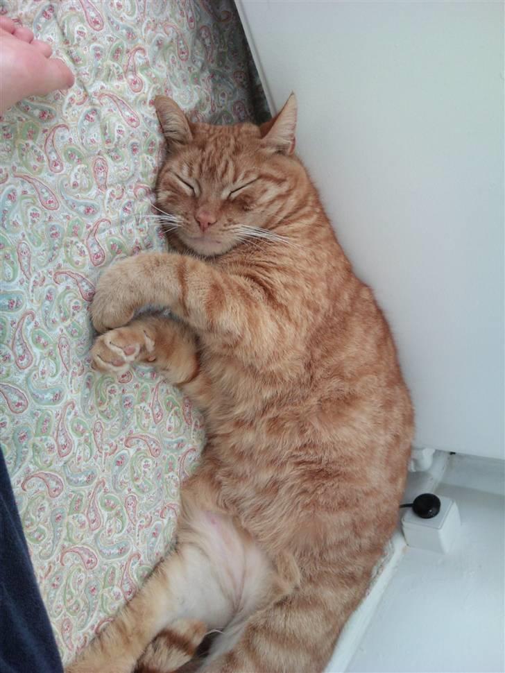 Huskat Stoffer - Snorker ZZzzz.... billede 6