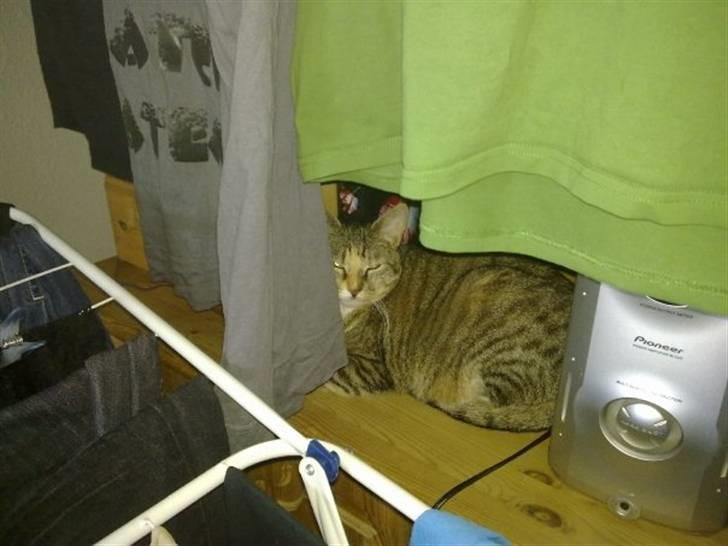 Huskat Freja billede 20