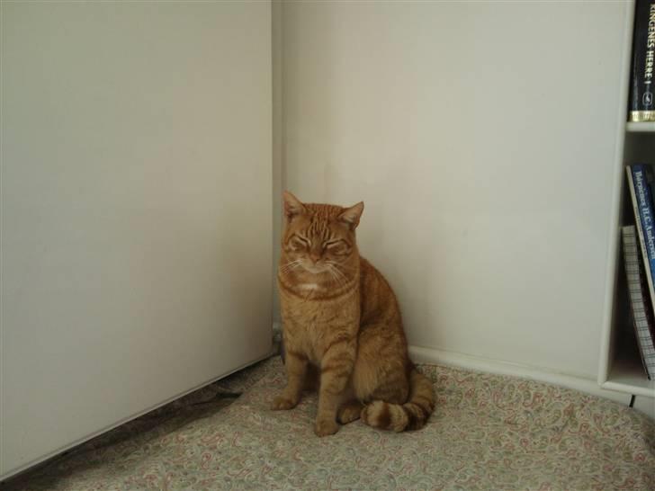 Huskat Stoffer - Stof stener.. billede 7