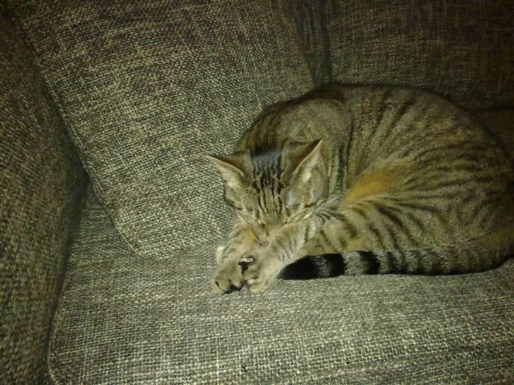 Huskat Mico billede 9