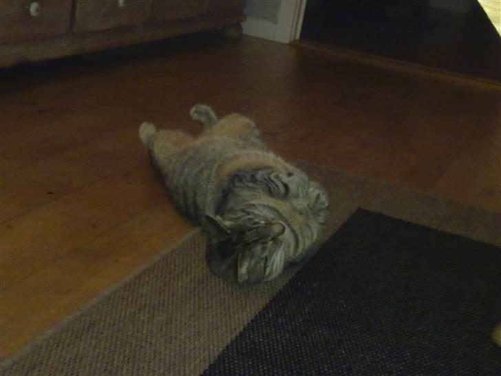 Huskat Mico billede 10