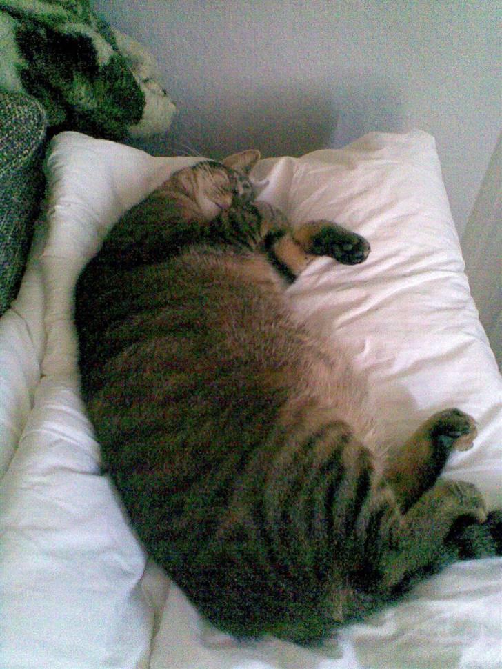 Huskat Mico billede 11