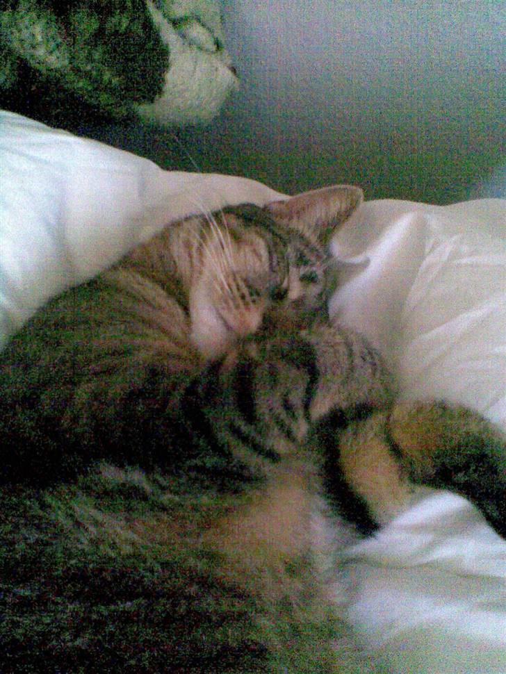 Huskat Mico billede 12