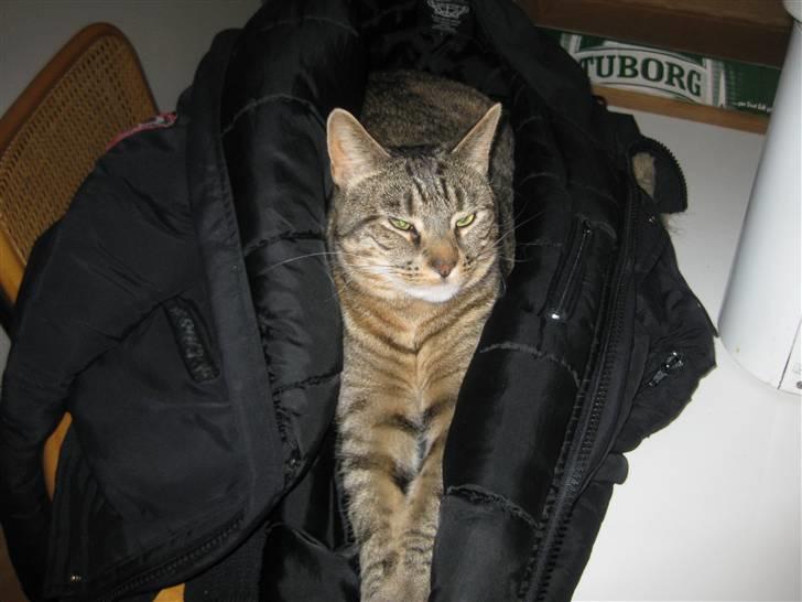 Huskat Mico billede 13