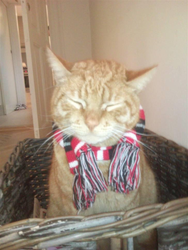 Huskat Stoffer - Skal ud i kulden! men jeg tror ikke han orker det!!:D Vi seees.!!!!!!!!!!!!! billede 8