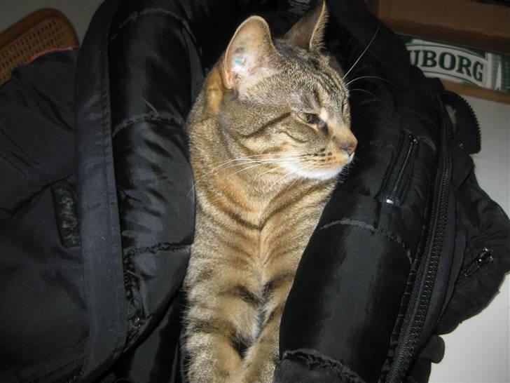 Huskat Mico billede 14