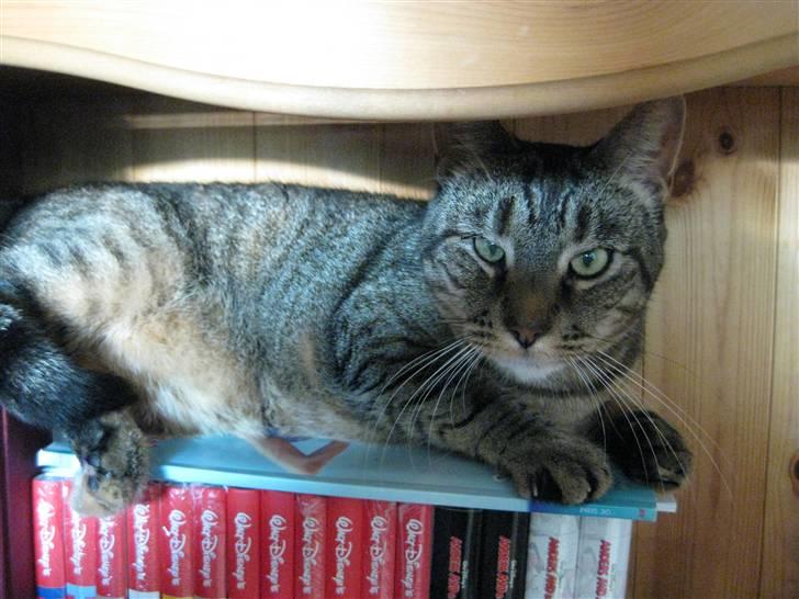 Huskat Mico billede 15