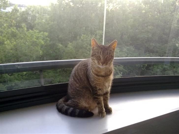 Huskat Mico billede 16