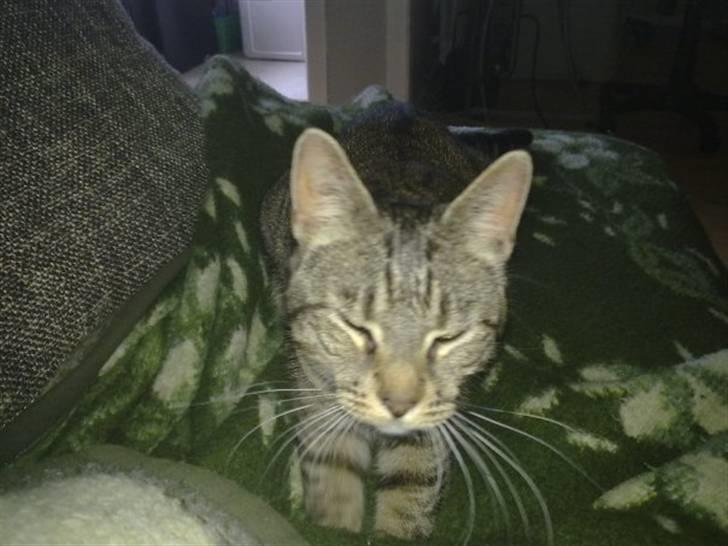 Huskat Mico billede 17