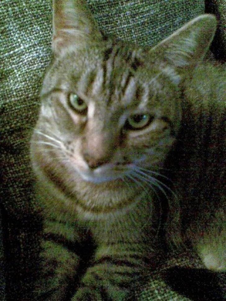 Huskat Mico billede 18