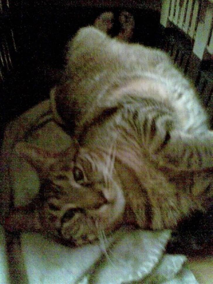 Huskat Mico billede 19