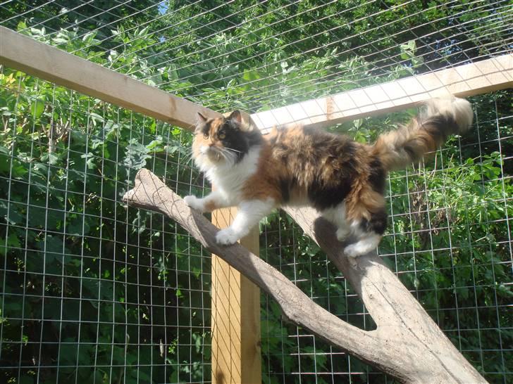 Maine Coon Nadia billede 1