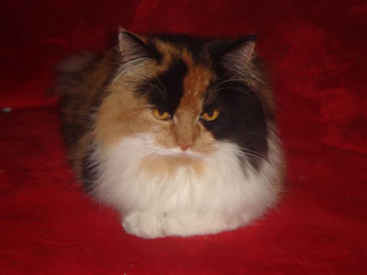 Maine Coon Nadia billede 2