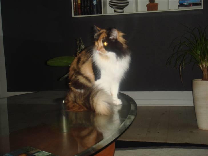 Maine Coon Nadia billede 3