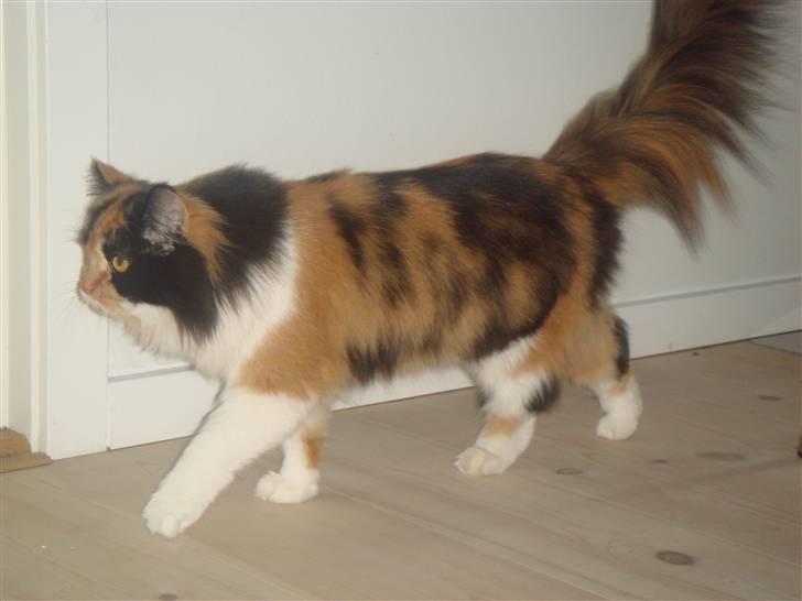 Maine Coon Nadia billede 4