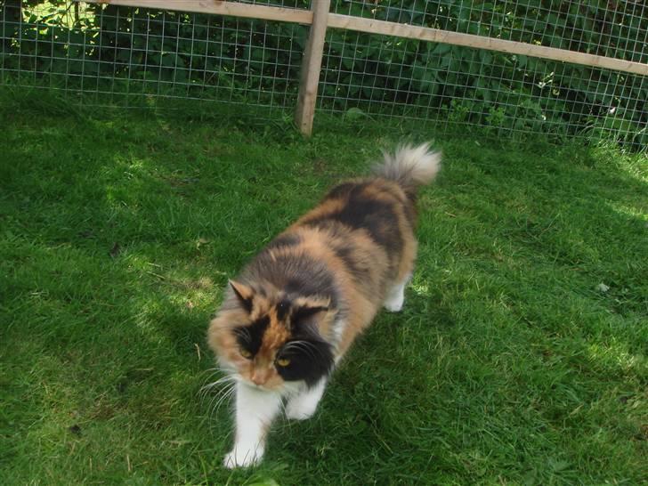 Maine Coon Nadia billede 5