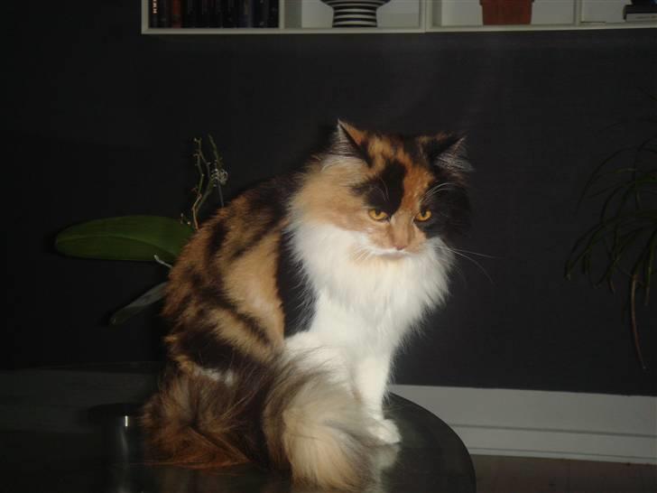 Maine Coon Nadia billede 6