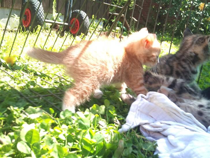 Blanding af racer Eddie - mini eddie billede 1