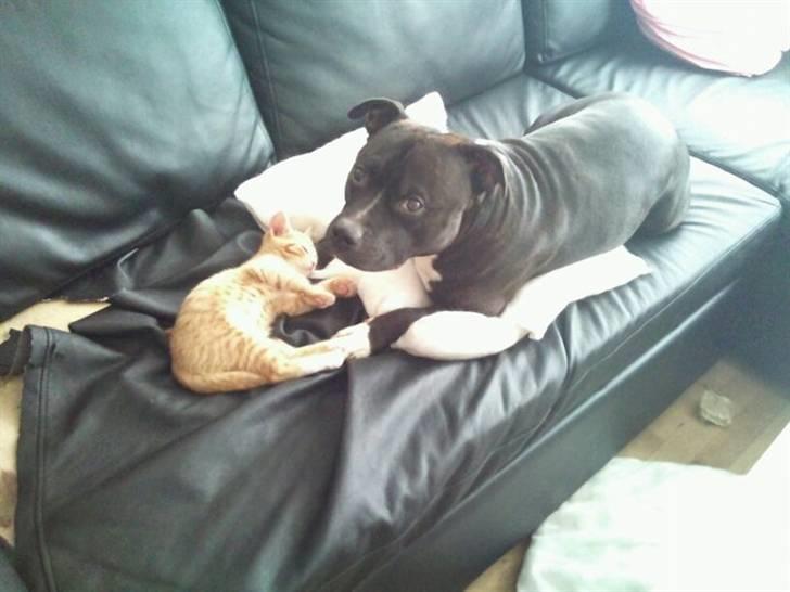 Blanding af racer Eddie - lusen passer på sin nye missebror billede 2