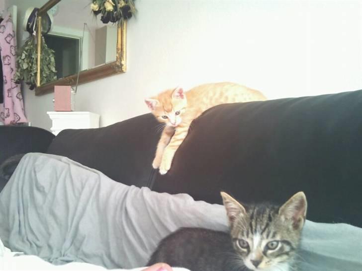 Blanding af racer Eddie - min søster billede 3