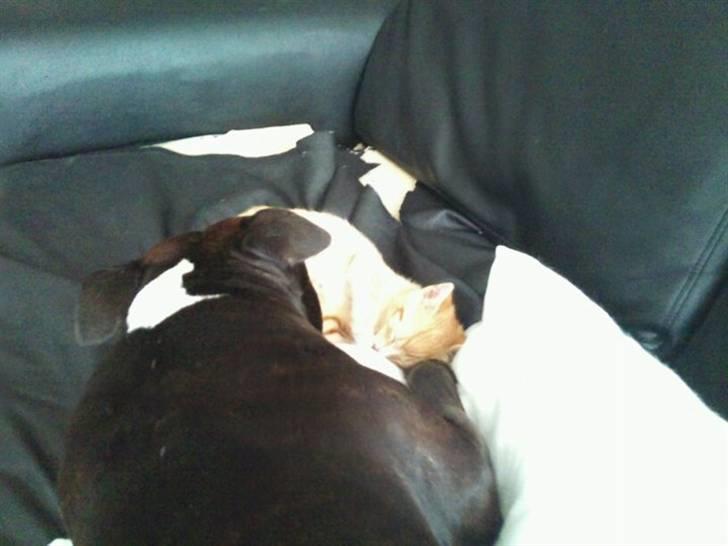 Blanding af racer Eddie - sover med min storebror billede 4