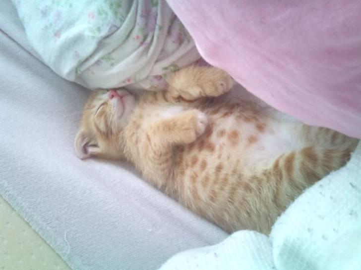 Blanding af racer Eddie - mini mis billede 5