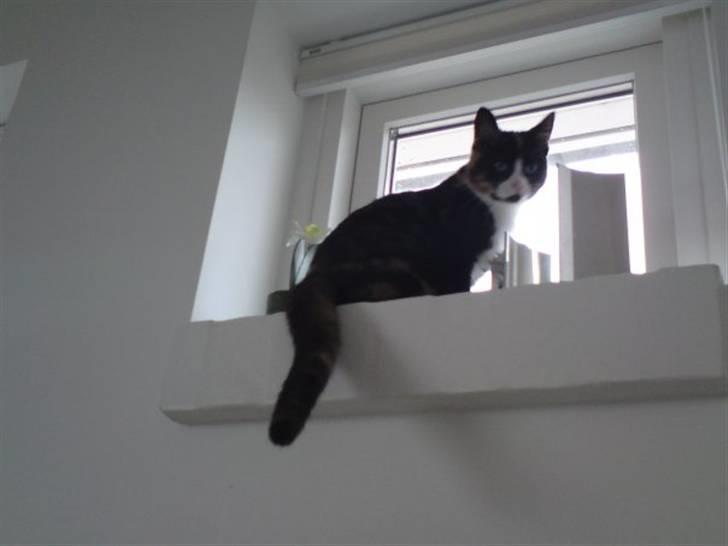 Huskat Misja - Den allerbedste udsigt! billede 2