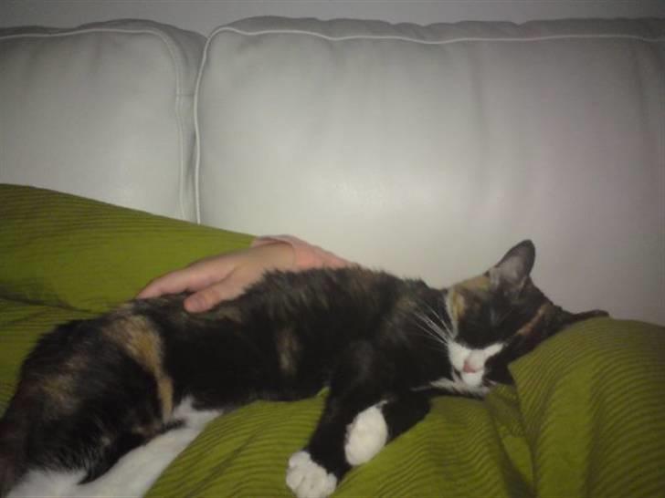 Huskat Misja - Savner dig putte.... billede 3