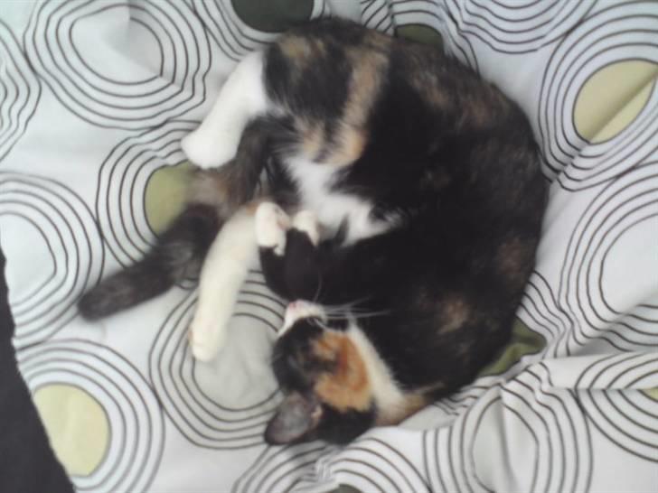 Huskat Misja - Missehygge i sengen :) billede 4