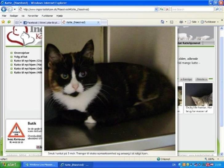 Huskat Misja - Den kære Misja....skræmt og forladt. Godt hun lige var der, den dag vi satte os for at få kat. <3 billede 6