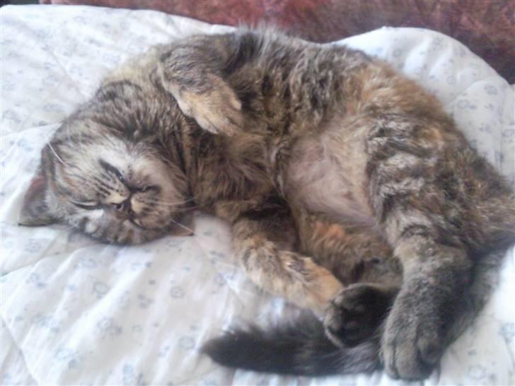 Huskat Janis - Putte putte billede 11