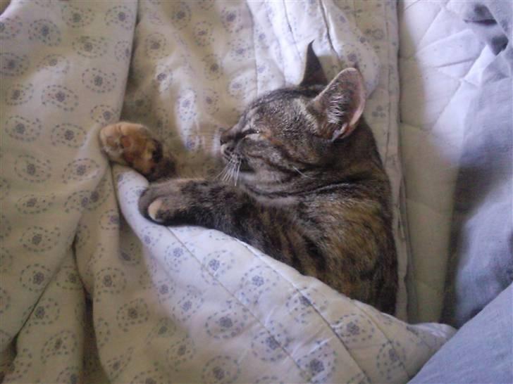 Huskat Janis - Rendyrket afslapning billede 12