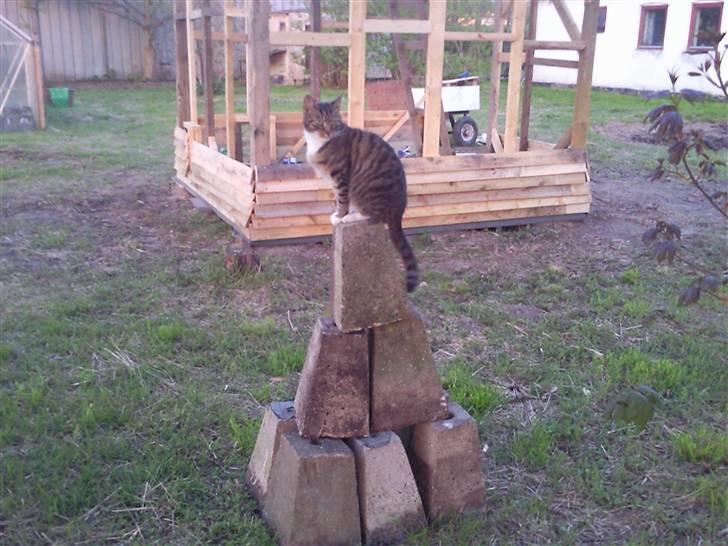 Huskat Humbug - Humbug ovenpå en bunke dimser :b billede 6