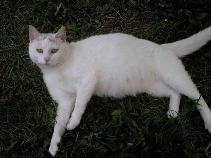 Huskat Perle - Perle da hun var højgravid billede 4