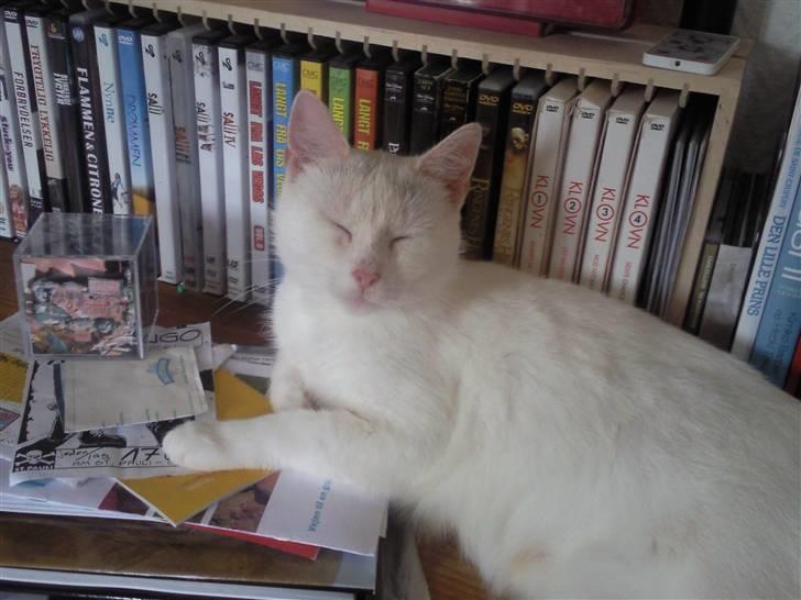 Huskat Perle - Her er der dømt afslapning på skænken  billede 5