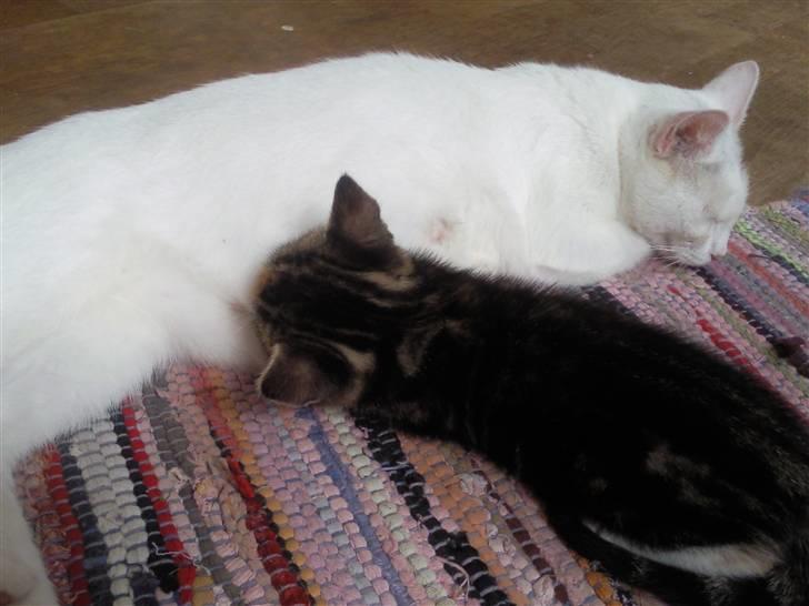 Huskat Frank *RIP* - Jeg får stadig lov til at die hos mama Perle :) billede 8