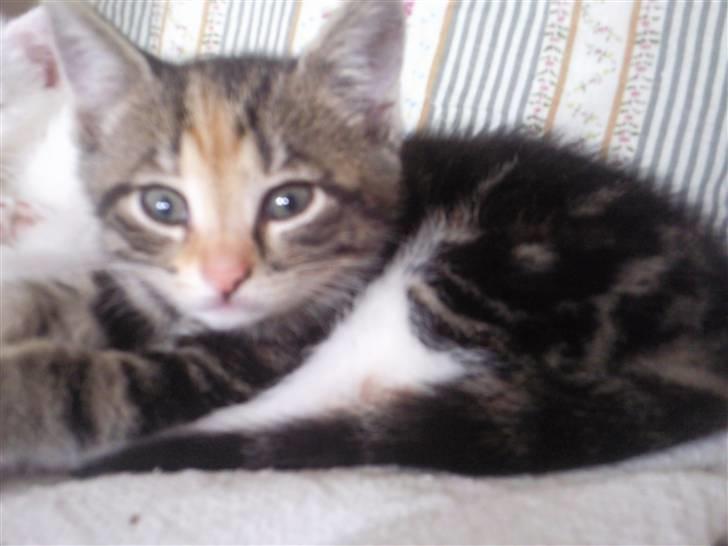 Huskat Frank *RIP* - Lidt utydeligt, men meget sødt billede billede 9