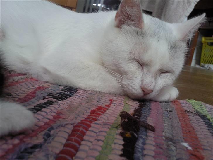 Huskat Perle billede 6