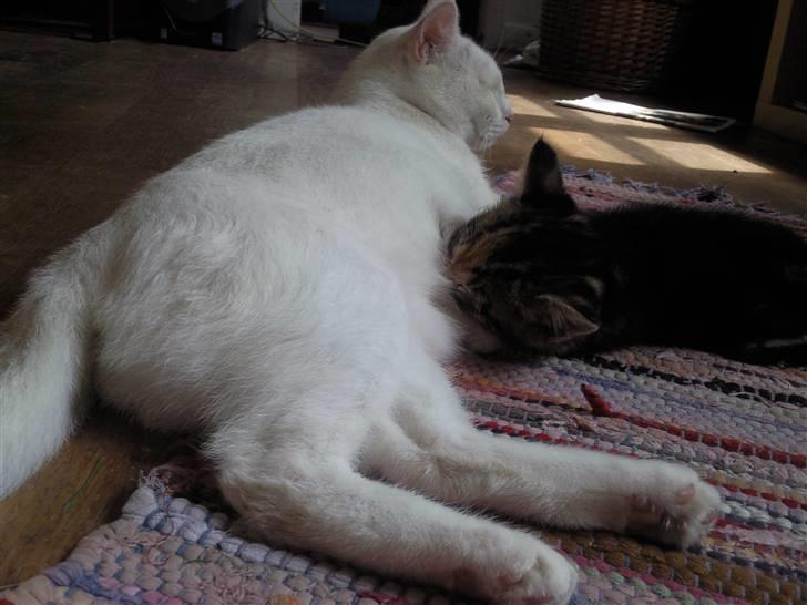 Huskat Perle - Jeg er en god missemor :) billede 7