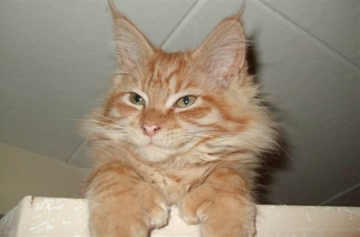 Maine Coon Chessy billede 3