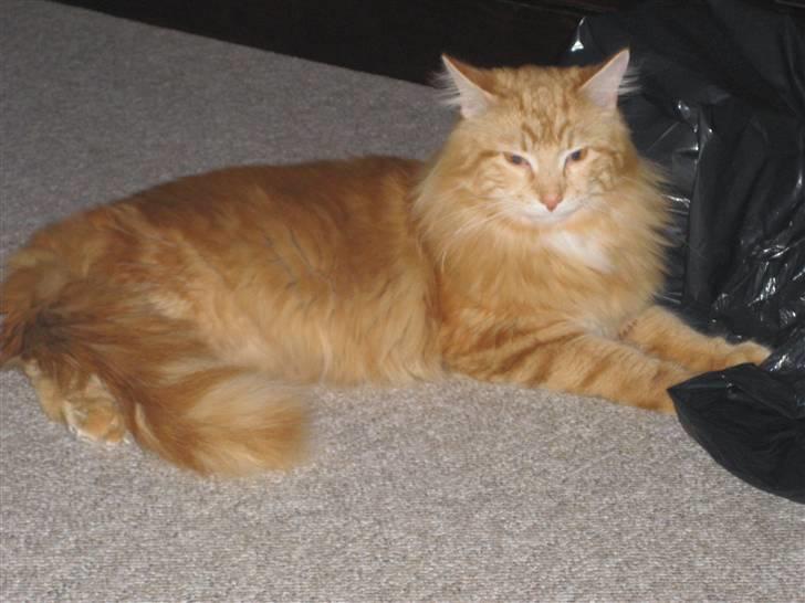 Maine Coon Simba billede 1