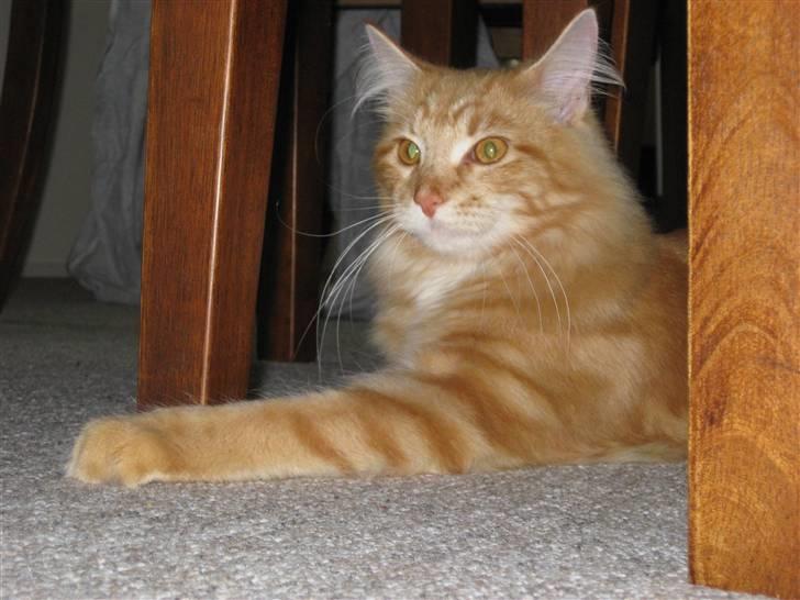 Maine Coon Simba billede 2