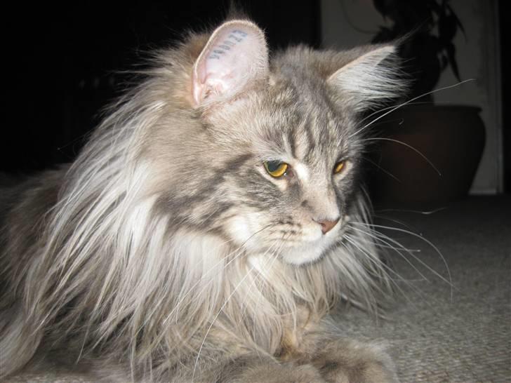 Maine Coon Nala billede 1