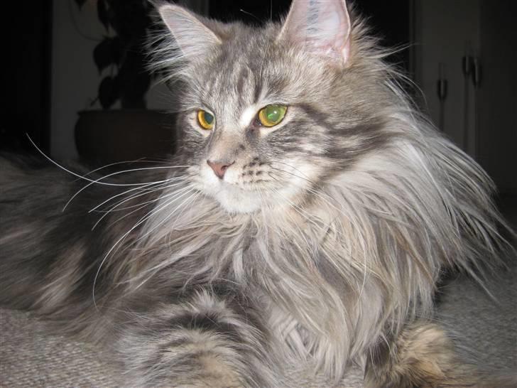 Maine Coon Nala billede 2