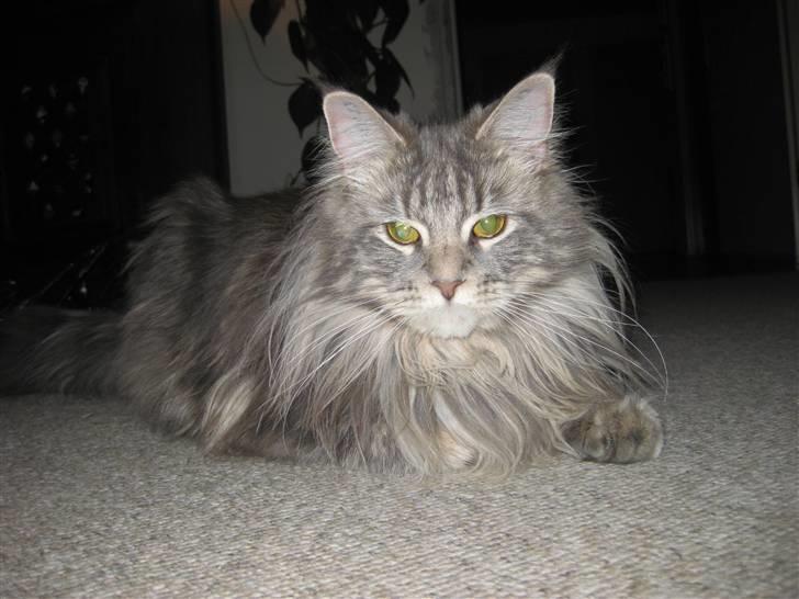 Maine Coon Nala billede 3
