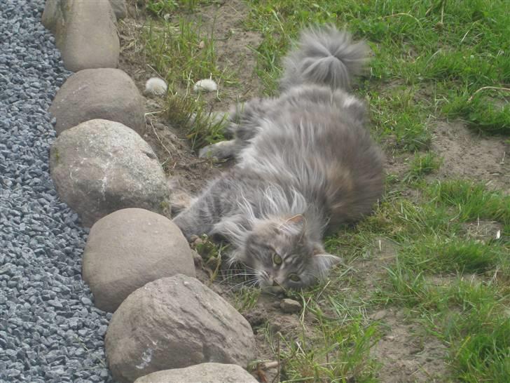 Maine Coon Nala billede 4